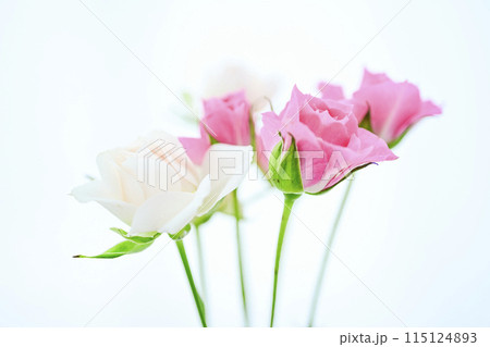 明るい白とピンクのばら 115124893