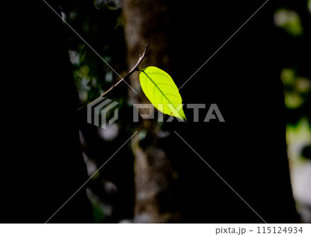 一枚の葉　横構図 115124934
