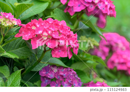 大自然の森に映える美しい赤いアジサイの花 大自然の森に映える美しい赤いアジサイの花 115124983