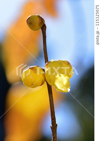 ロウバイ 115125075