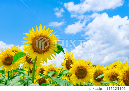 ひまわり 115125101