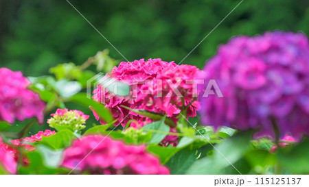大自然の森に映える美しい赤いアジサイの花　(コピースペース素材) 115125137