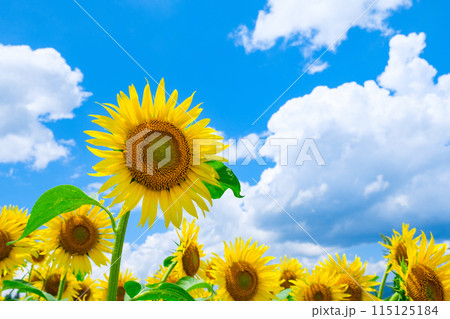 ひまわり ひまわり 115125184
