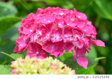 大自然の森に映える美しい赤いアジサイの花　(コピースペース素材) 115125249