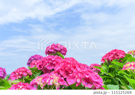 美しい赤いアジサイの花 (コピースペース素材) 美しい赤いアジサイの花 (コピースペース素材) 115125269