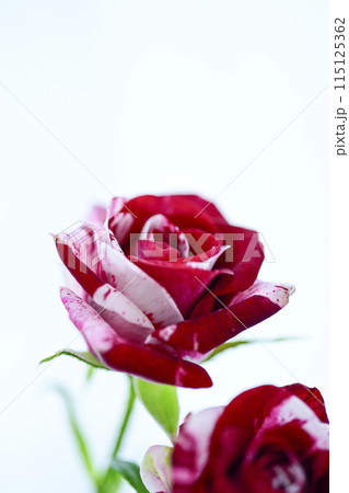 赤いばら 115125362