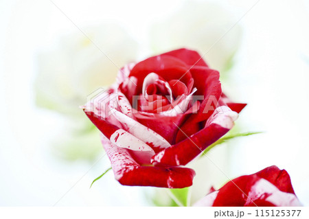 赤いばら 115125377