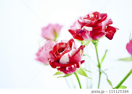 赤いばら 115125384