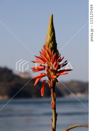 来島海峡の砂浜に咲くアロエの花 来島海峡の砂浜に咲くアロエの花 115125484