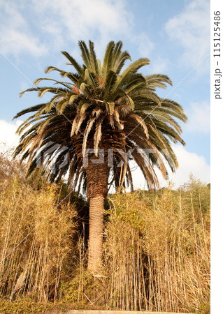 来島海峡馬島にあったヤシの木 来島海峡馬島にあったヤシの木 115125486