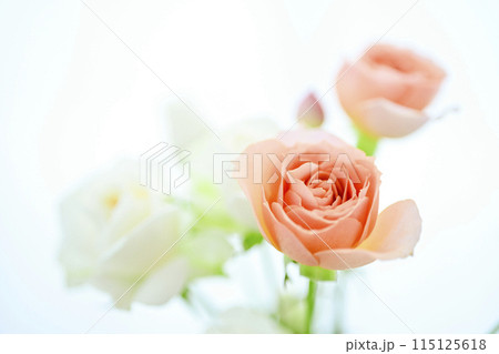 明るいオレンジのバラの花々 115125618