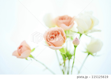 明るいオレンジのバラの花々 明るいオレンジのバラの花々 115125619