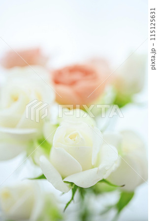 明るいオレンジのバラの花々 明るいオレンジのバラの花々 115125631