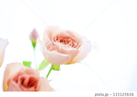 明るいオレンジのバラの花々 明るいオレンジのバラの花々 115125638