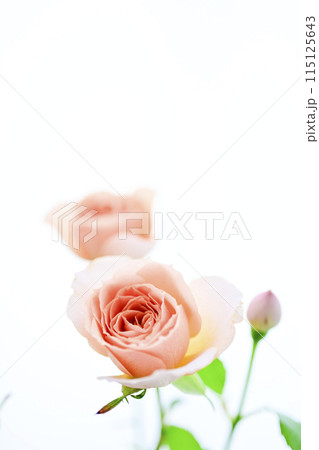 明るいオレンジのバラの花々 115125643