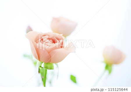 明るいオレンジのバラの花々 115125644