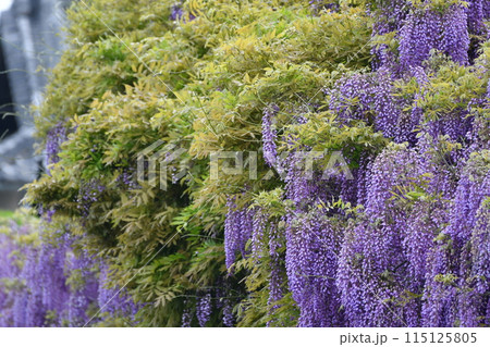 満開の藤の花 満開の藤の花 115125805