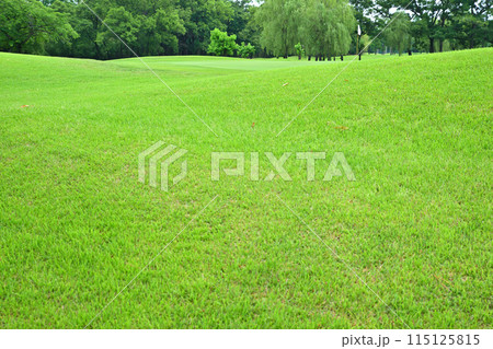 緑濃い初夏のゴルフ場　人無しグリーン　　　 115125815