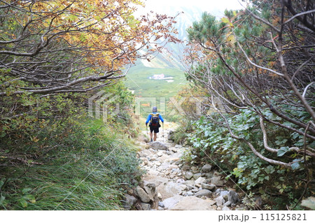北アルプス三俣蓮華岳の山道から三俣山荘へ【9月】 北アルプス三俣蓮華岳の山道から三俣山荘へ【9月】 115125821