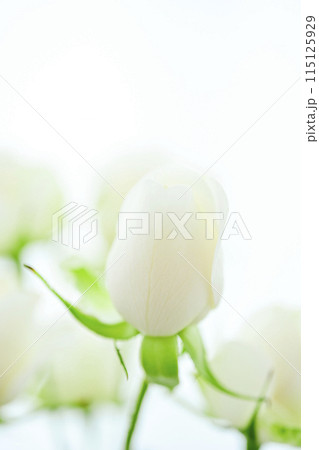 明るい白いばら 明るい白いばら 115125929