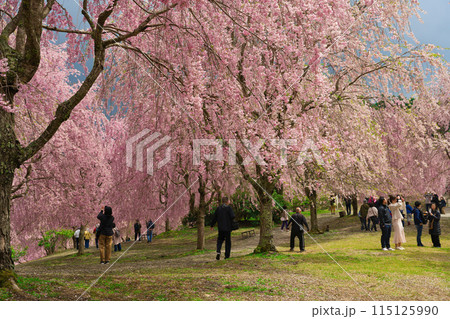 【奈良県】4月・満開の枝垂れ桜を見に高見の郷を訪れた観光客 【奈良県】4月・満開の枝垂れ桜を見に高見の郷を訪れた観光客 115125990