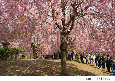 【奈良県】4月・満開の枝垂れ桜を見に高見の郷を訪れた観光客 【奈良県】4月・満開の枝垂れ桜を見に高見の郷を訪れた観光客 115125991