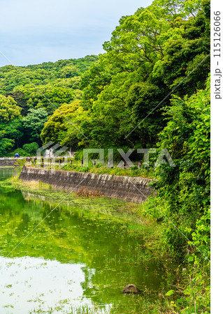 新緑の諏訪の池　【長崎県雲仙市】 115126066