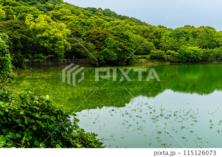 新緑の諏訪の池　【長崎県雲仙市】 115126073