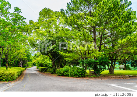 新緑の諏訪の池　【長崎県雲仙市】 115126088