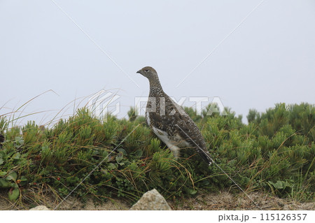 北アルプスの弓折岳山頂に生息する雷鳥【9月】 北アルプスの弓折岳山頂に生息する雷鳥【9月】 115126357