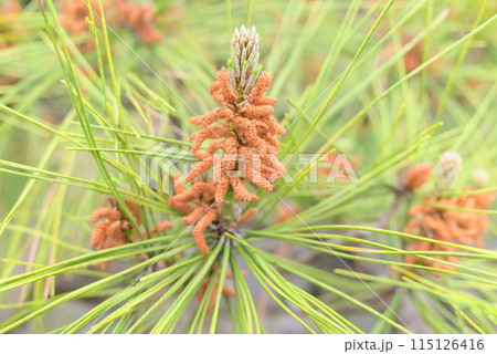 クロマツの雄しべ、雄花 115126416