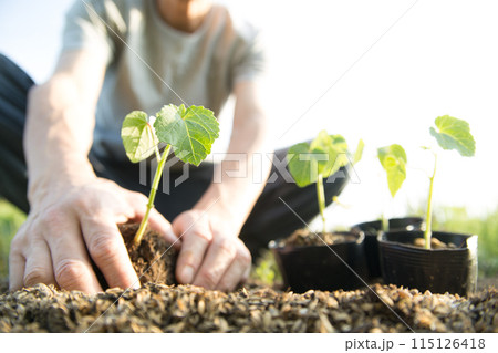 苗を植える農家 115126418