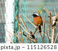 枝先で優しい眼差しで誰かを見守っている様なジョウビタキのオス 115126528