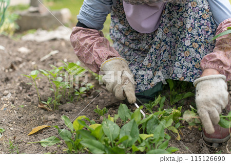 ねじり鎌 で草取りするシニア女性 ねじり鎌 で草取りするシニア女性 115126690