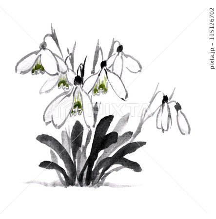 水墨画技法で描いたスノードロップ 水墨画技法で描いたスノードロップ 115126702