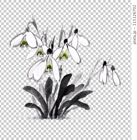 水墨画技法で描いたスノードロップ 水墨画技法で描いたスノードロップ 115126702