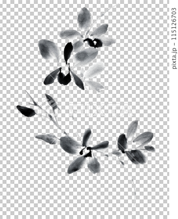 Dendrobium drawn using ink painting techniques 115126703