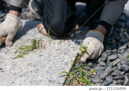 お墓の草取り作業 　墓掃除 115126899