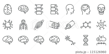 Human Nervous System Icons Set. Illustrations of Brain, Spinal Cord, Neurons, Muscle Fibers, Skull, DNA, and Synapses. Linear Vector Pack. 115126960