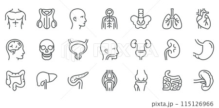 Man Body Organs and Parts Icon Set. Thin Line...のイラスト素材 [115126966] - PIXTA