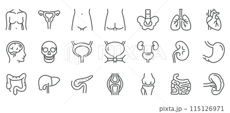 Woman Body Organs and Parts Vector Icons Set. Thin Line Illustrations of Female Anatomy - Brain, Skull, Heart, Lungs, Liver, Stomach, Kidney, Uterus, and Other Organs. Editable Linear Signs Collection 115126971