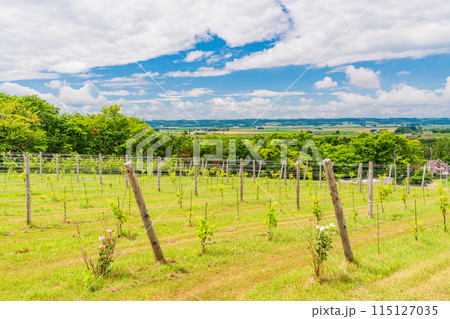 （北海道）いけだワイン城　ブドウ畑 115127035