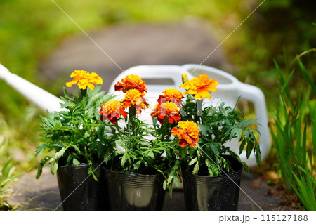 ガーデニングイメージ　マリーゴールドとジョウロ 115127188