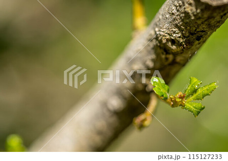 山椒の新芽～新緑の季節～ 115127233