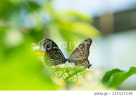 紫陽花の上で向き合うリュウキュウアサギマダラ 115127236
