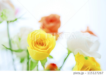 明るいカラフルなばらの花々 115127267