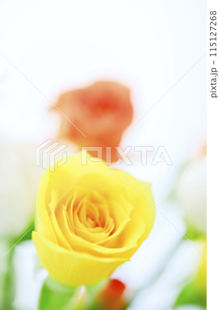明るいカラフルなばらの花々 明るいカラフルなばらの花々 115127268