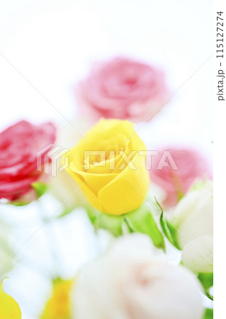 明るいカラフルなばらの花々 明るいカラフルなばらの花々 115127274