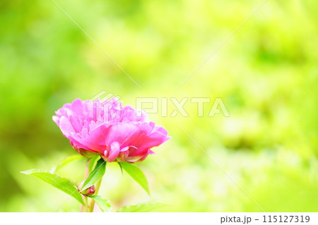 美しいシャクヤクの花 美しいシャクヤクの花 115127319