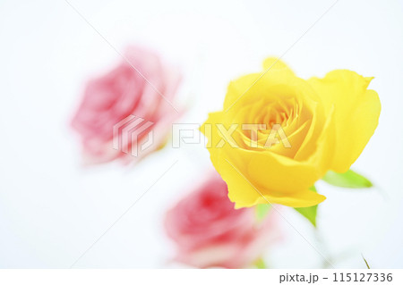 明るいカラフルなばらの花々 115127336